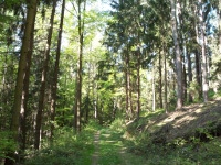 Wunderschne Lichtspiele im Wald oberhalb vom Feriendorf