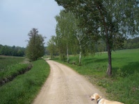 Feld- und Wiesenlandschaft um Stamsried