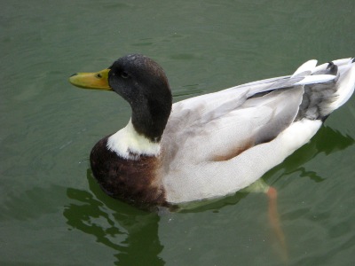 Ente Ente