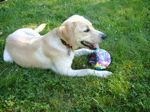 Wer möchte mit der Laika spielen? Den Ball muss man aber erst holen. Wer möchte mit der Laika spielen? Den Ball muss man aber erst holen.