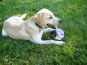 Wer mchte mit der Laika spielen? Den Ball muss man aber erst holen.