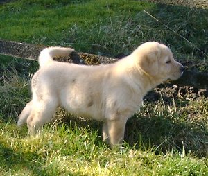 Unsere kleine Laika mit 6 Wochen im Garten Unsere kleine Laika mit 6 Wochen im Garten