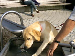 Laika beim Saufen auf dem Wasserspielplatz vom Eggidibuckl in St. Englmar Laika beim Saufen auf dem Wasserspielplatz vom Eggidibuckl in St. Englmar