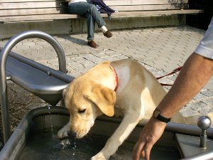 Laika beim Saufen auf dem Wasserspielplatz vom Eggidibuckl in St. Englmar