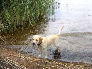 Kommt endlich mal alle ins Wasser, so oder so hnlich knnte die Aufforderung von unserer Laika sein.