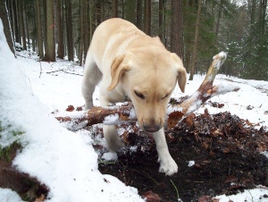 Bloss schnell das Stckchen verstecken