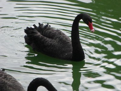 Schwarzer Schwan Schwarzer Schwan