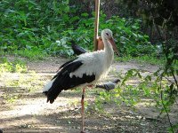 Storch in der Regentalaue