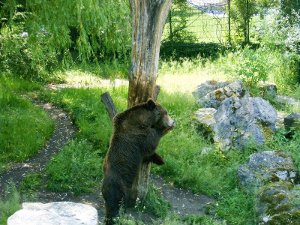 Br kratzt sich am Baum