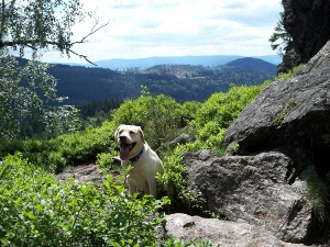 Schne Aussichten fr mich und meinen Hund unterhalb Berggipfel Silberberg