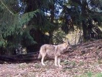 Wolf im Bayerwald Tierpark Lohberg